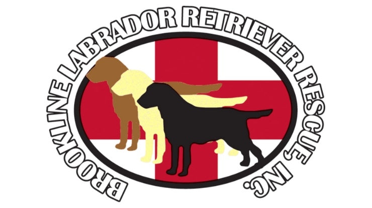 Brookline Labrador Retriever Rescue - Rescue of the Month, October 2018
