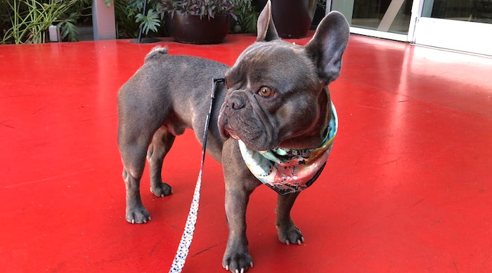 Neptune & Co. at the Oscars