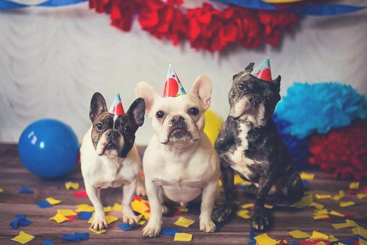 SNAFU Rescue - Rescue of the Month, April 2018 & October 2019