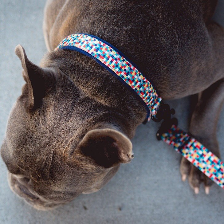 The Flagship Collar and Leash Set - Neptune & Co.