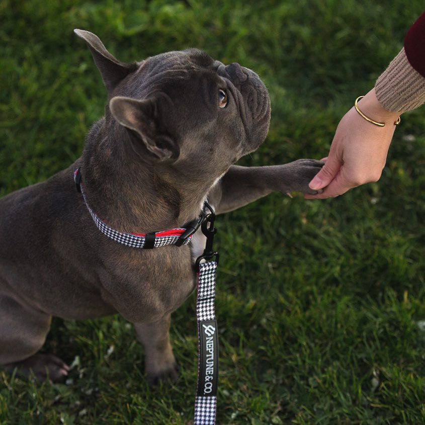 Release The Houndstooth Collar - Neptune & Co.