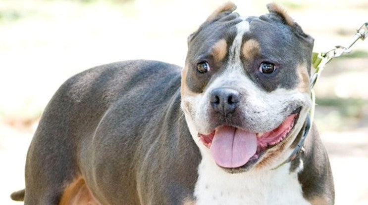 Fresno Bully Rescue - Rescue of the Month, July 2018