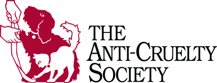 The Anti-Cruelty Society - Rescue of the Month, November 2018