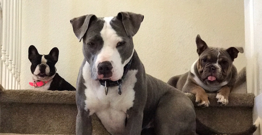 NorCal Bully Breed Rescue - Rescue of the Month, February 2018