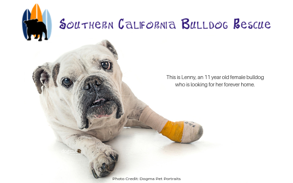 Southern California Bulldog Rescue - Rescue of the Month, September 2019
